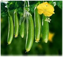 Ridge Gourd Hybrid Seeds Manufacturer Supplier Wholesale Exporter Importer Buyer Trader Retailer in Hyderabad Andhra Pradesh India